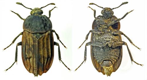 Thanatophilus sinuatus